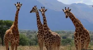 زرافه‌ها هم ریاضی بلدند