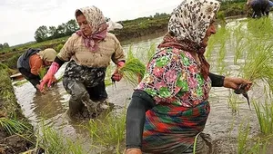 کشاورزان شمالی برای برداشت برنج عجله نکنند