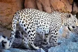 تصاویر ثبت شده از پلنگ ایرانی در سالوک